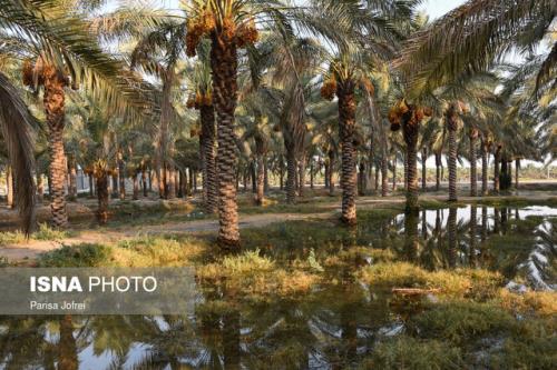 جلوگیری از هدرروی آب به کمک حصیر نخل خرما